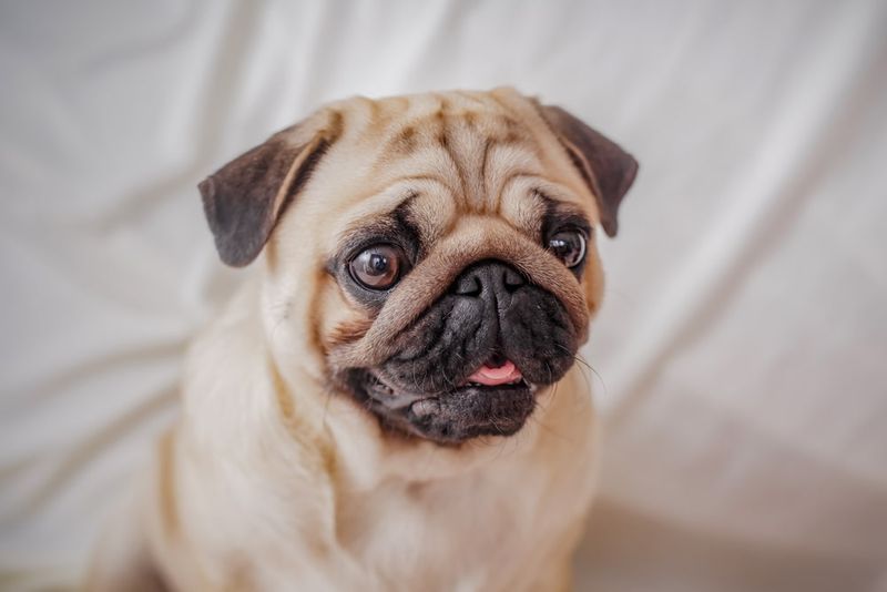 Pug: The Velcro Companion