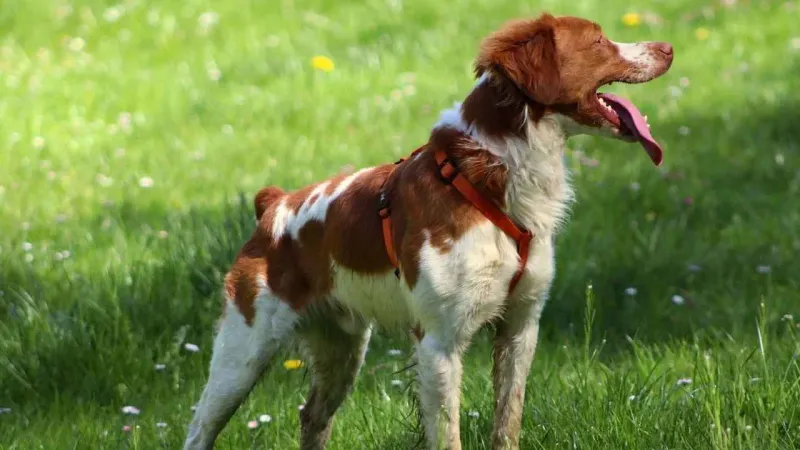 Brittany: The Responsive Bird Dog