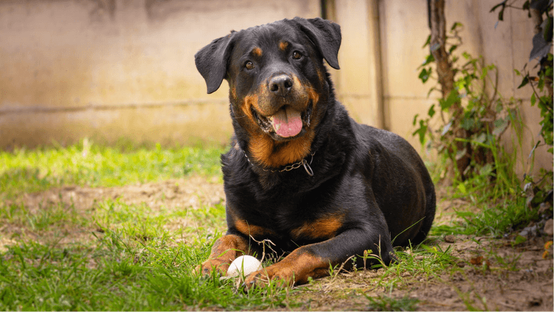 Rottweiler: The Thoughtful Powerhouse