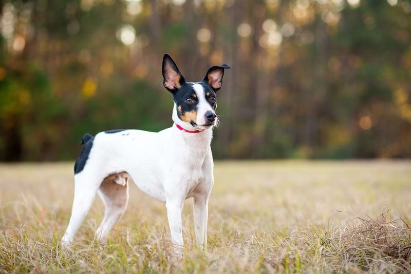 Rat Terrier: The Resourceful Problem-Solver