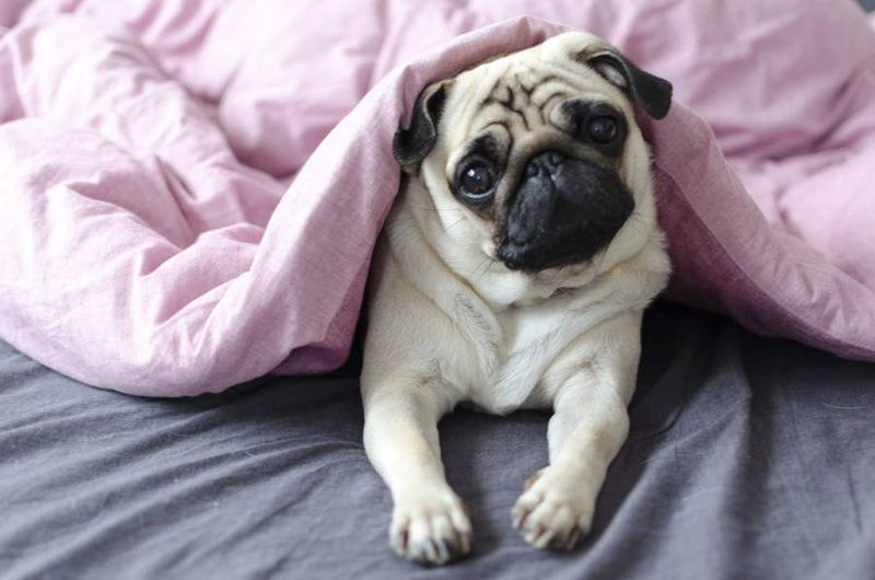 Pugs: Comical Cuddle Champions