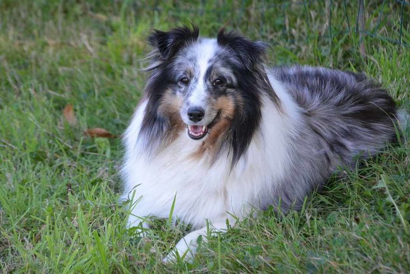 Shetland Sheepdogs: The Attentive Listeners