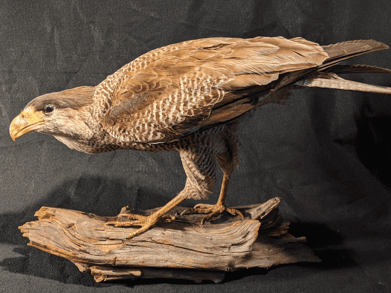 Guadalupe Caracara
