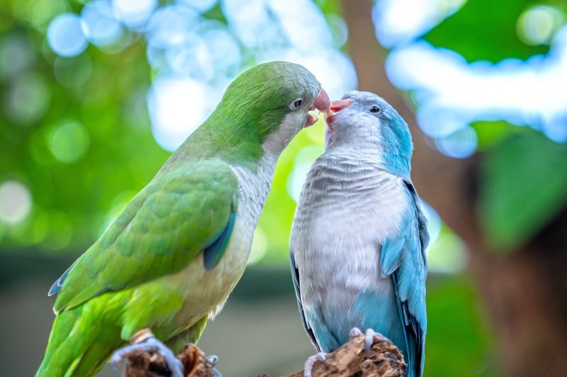 Quaker Parrot