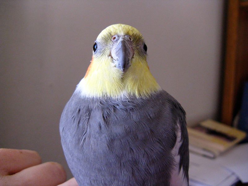 Cockatiel