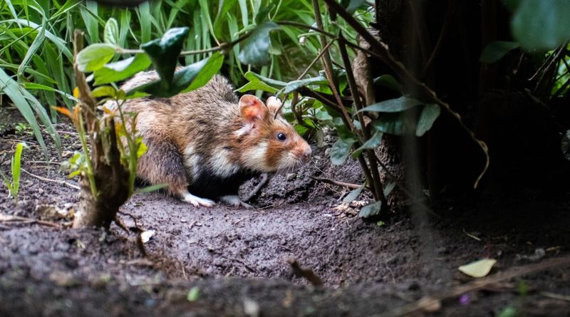 Hamsters Become Instant Prey