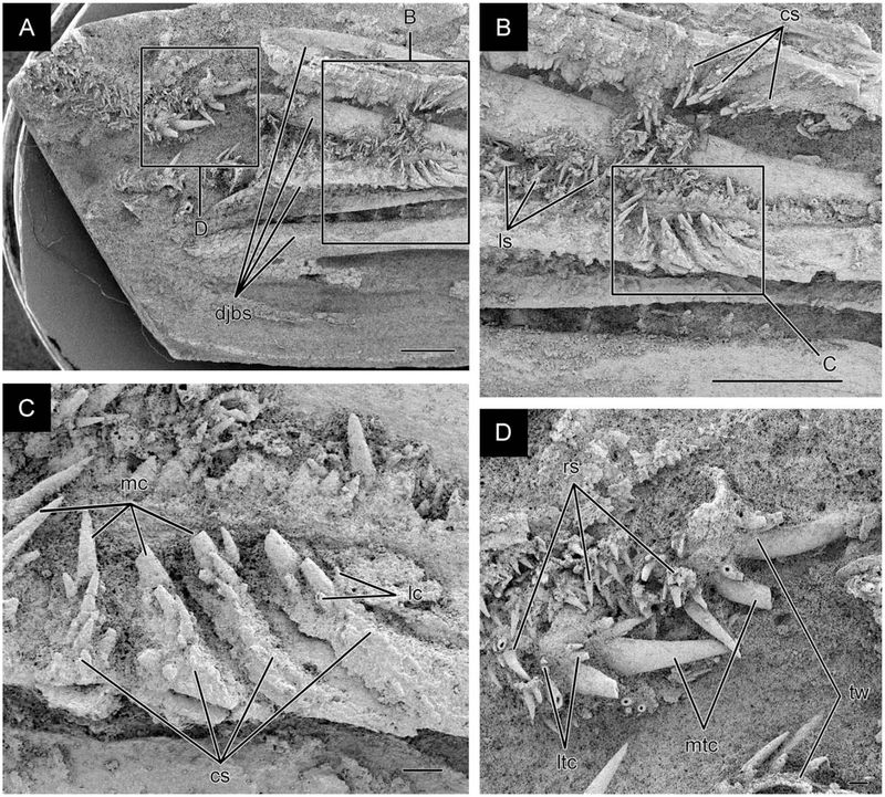 Fossilized Evidence From Thelodonts