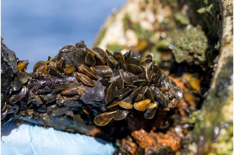 Microscopic Monsters: Quagga Mussels