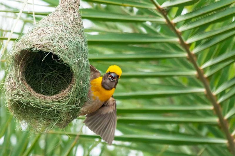 Nest Builders: Baby Birds Grow Different Nest Types