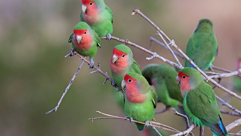 Talkative Parakeets