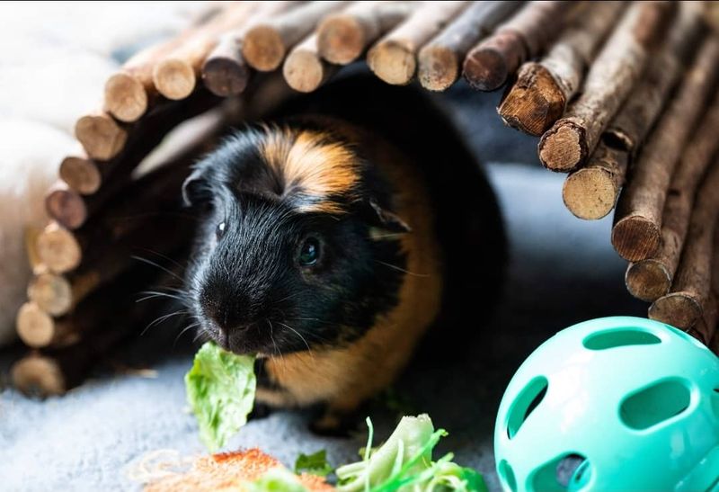 Guinea Pig Popcorning