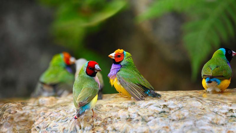 Finch