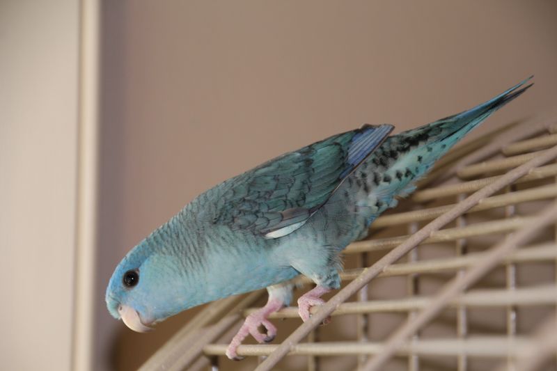 Lineolated Parakeets