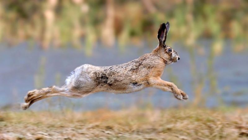 Hares Race Between Shadow And Light