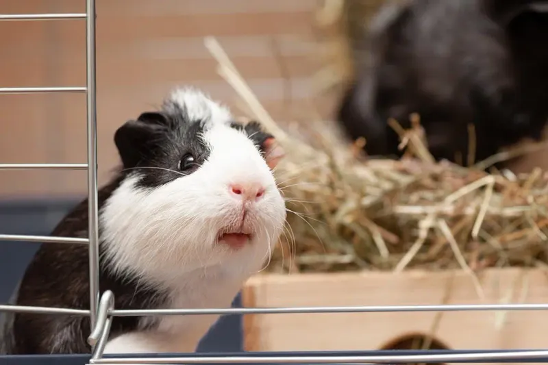 Guinea Pigs