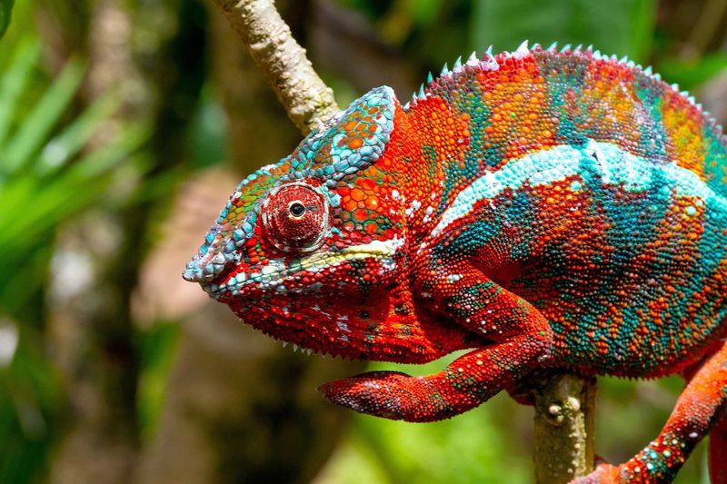 Panther Chameleon