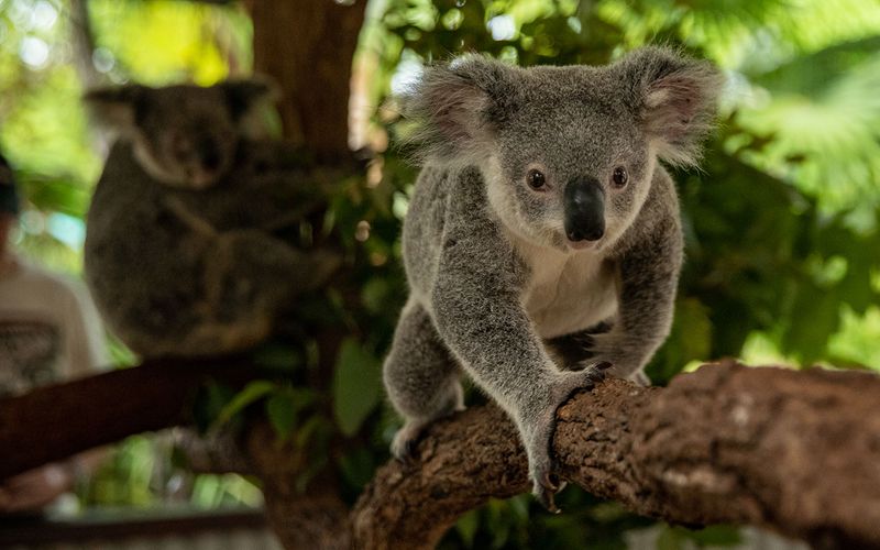 Create A Koala-Friendly Garden