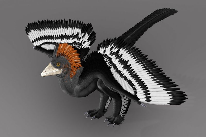 Anchiornis: The Feathered Miniature