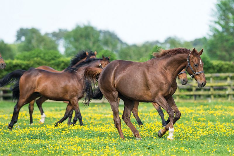 Irish Draught: Versatile European Transplants