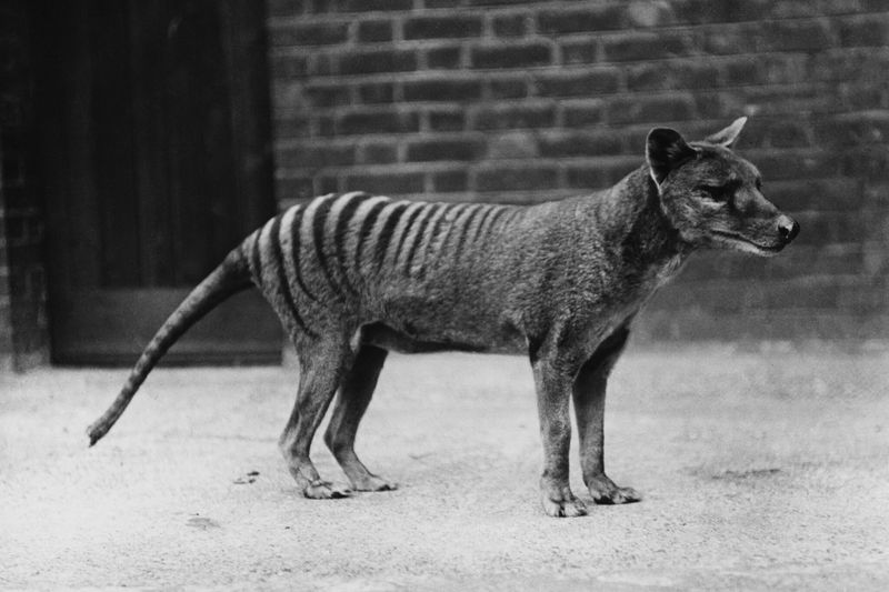 Tasmanian Tiger – Island Predator Erased