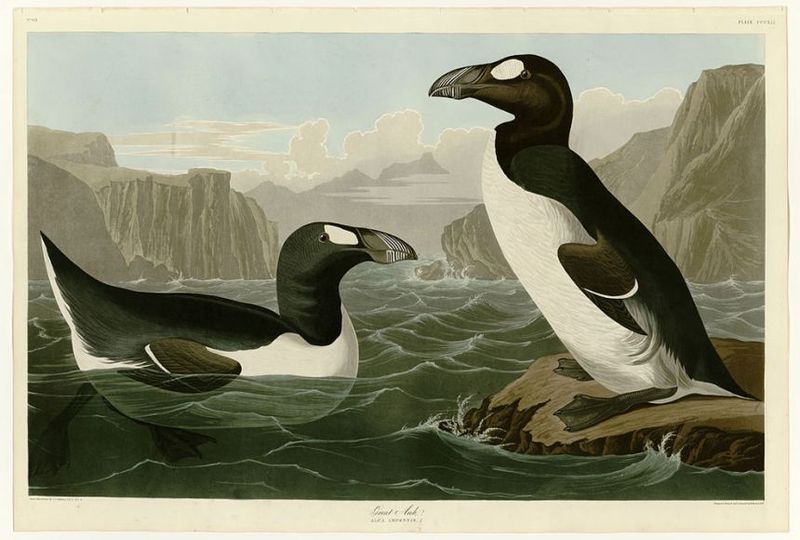 Great Auk: The Original Penguin