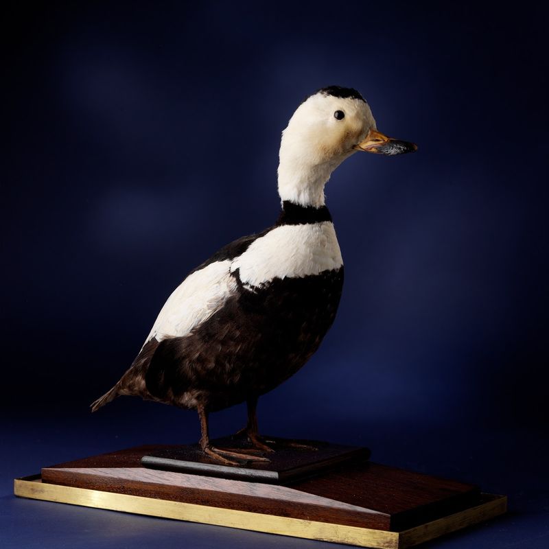 Labrador Duck