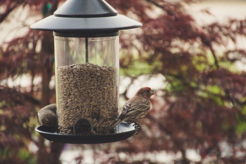 Oatmeal: Morning Meal For Birds Too