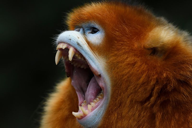 Golden Snub-nosed Monkey