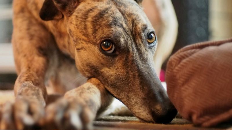 The Stoic Sighthounds