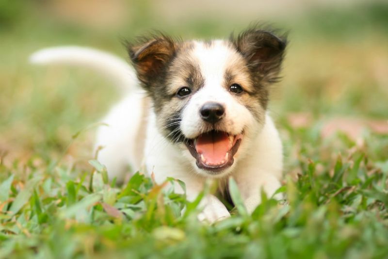 Puppy Breath Has A Special Cause