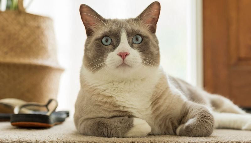Facial Markings
