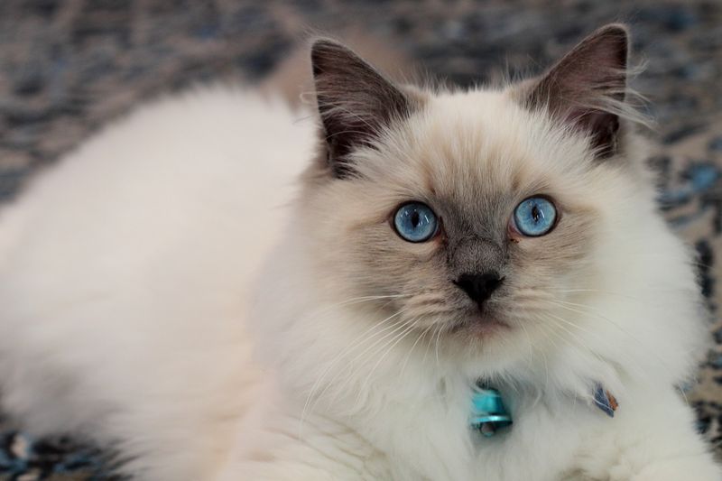 Blue-Eyed Wonders