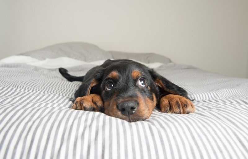 Sneaking Onto The Bed