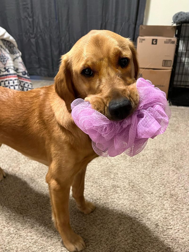 Bringing Toys Unprompted