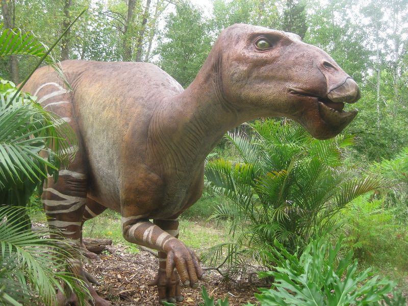 Protohadros