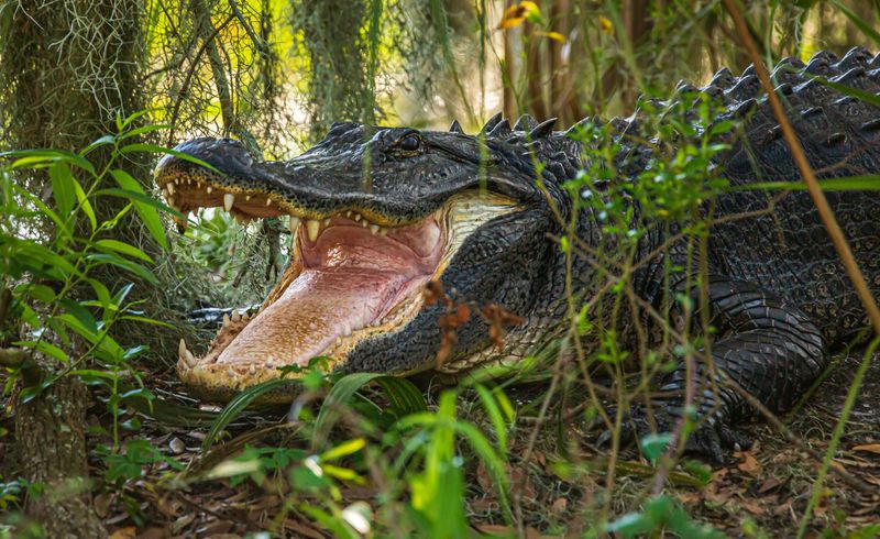 Ocklawaha River – Wild And Untamed Gator Haven