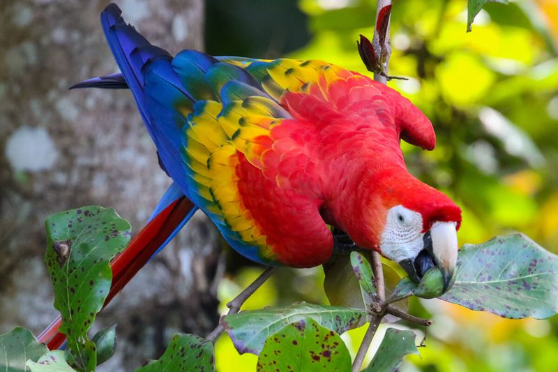 Scarlet Macaw