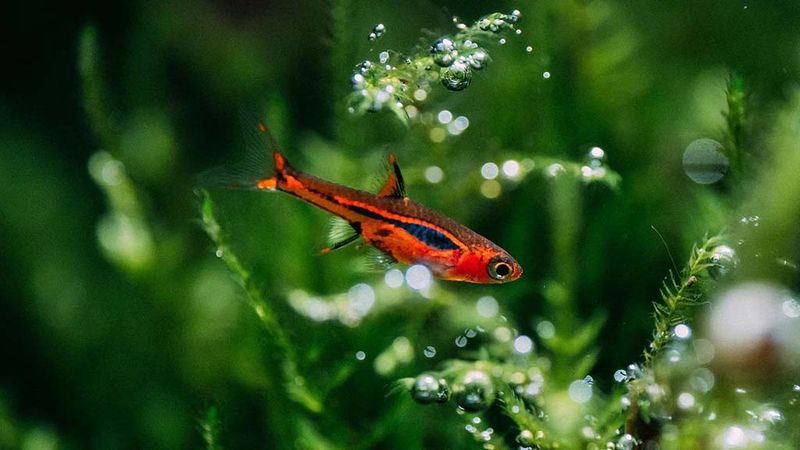 Chili Rasbora