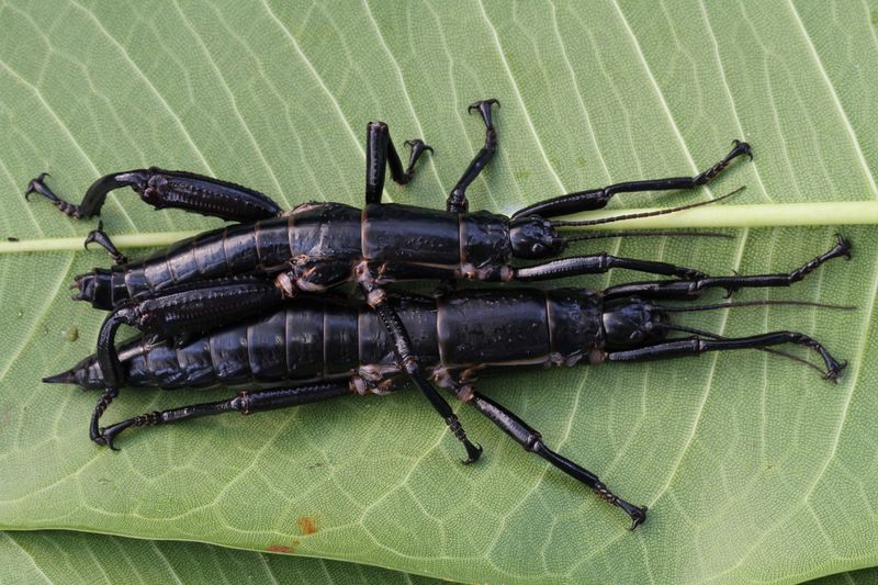 Lord Howe Island Stick Insect