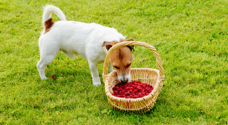 Raspberries