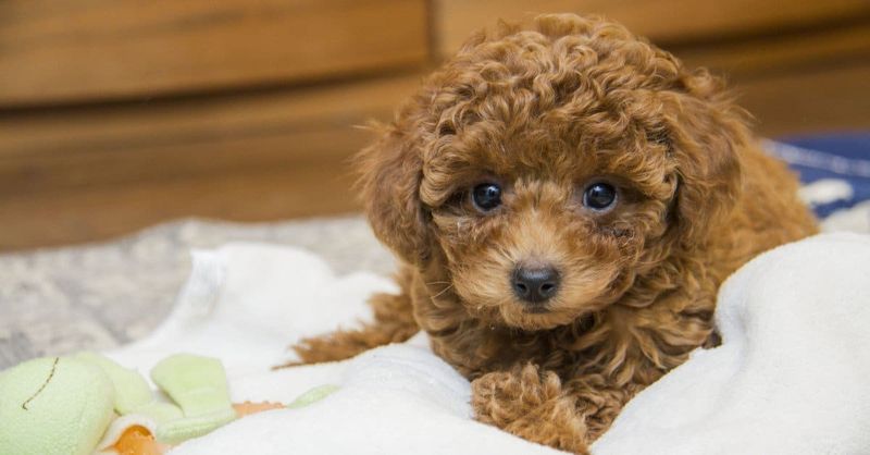 Toy Poodles