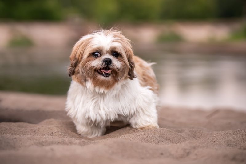 Shih Tzu