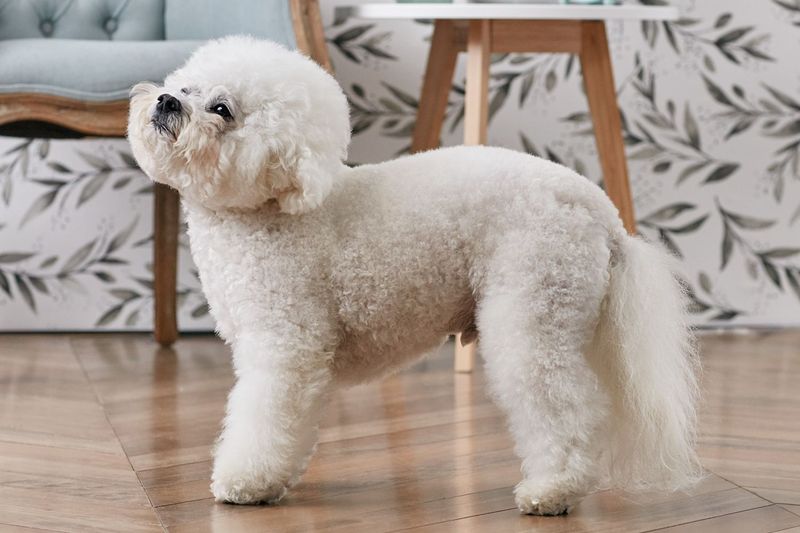 Bichon Frise