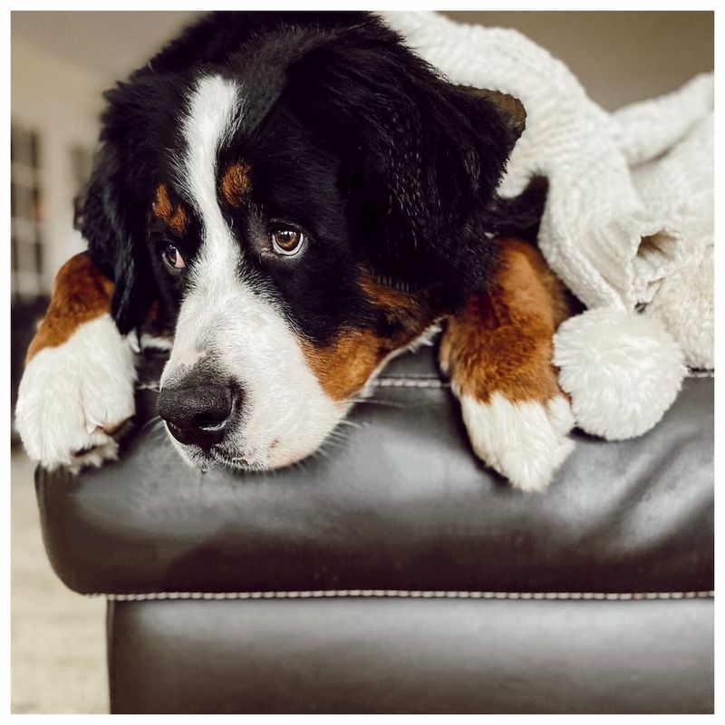 Bernese Mountain Dog: Slumbering Snow Lovers