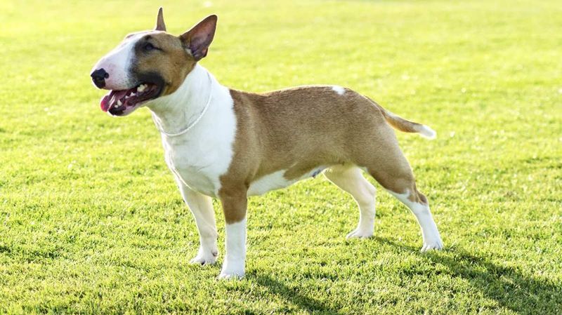 Bull Terriers: Egg-Headed Energizers