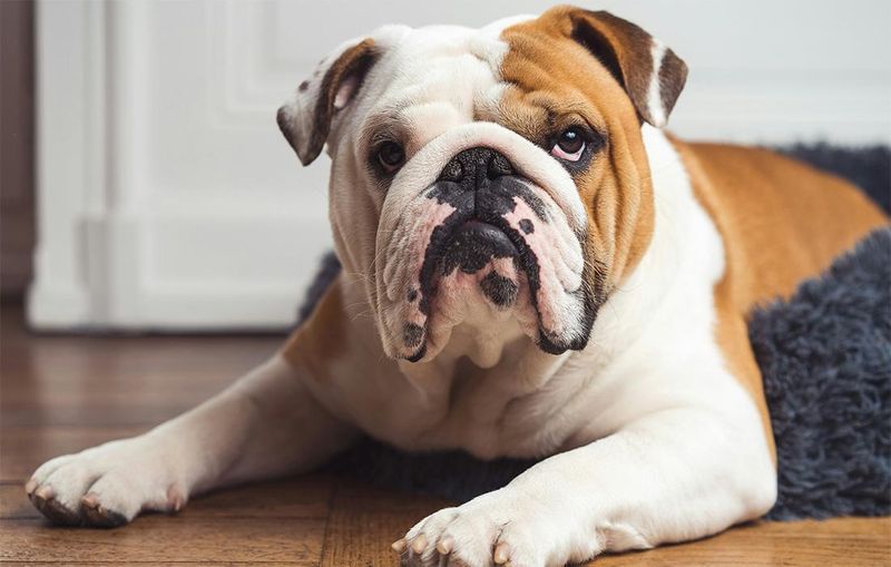 Bulldog