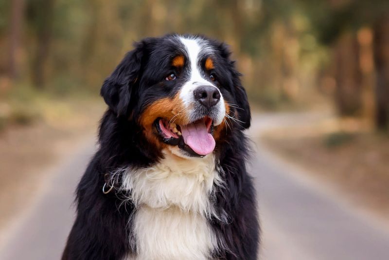 Bernese Mountain Dog: Fluffy Mountains Of Love