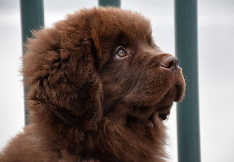 Newfoundlands: Gentle Giants Who Love Company