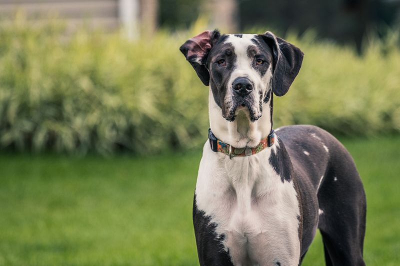 Great Danes: Gentle Giants Of The Dog World