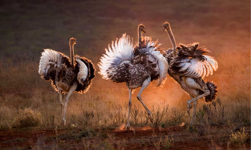 Ostrich